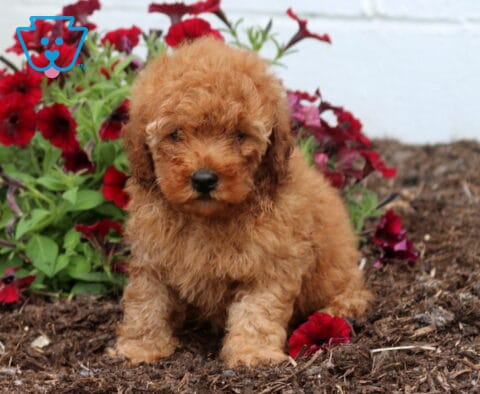 Ziggy Mini Poodle