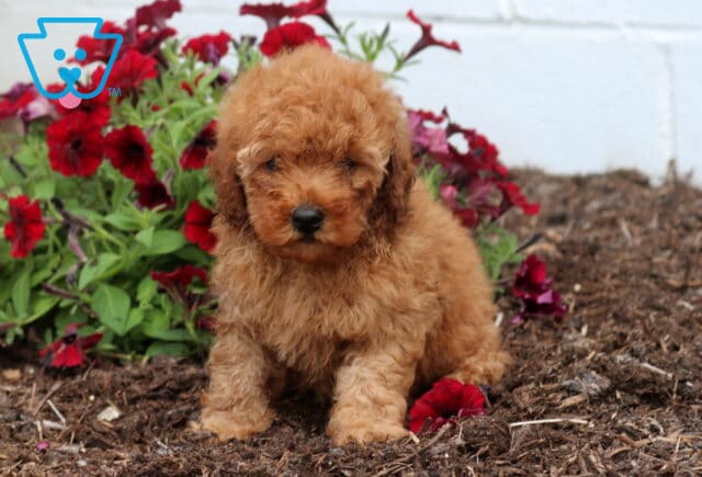 Ziggy Mini Poodle image