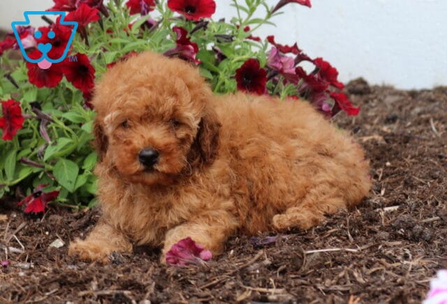 Ziggy Mini Poodle2 image