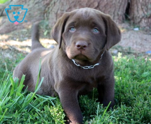 Zipper Chocolate Lab