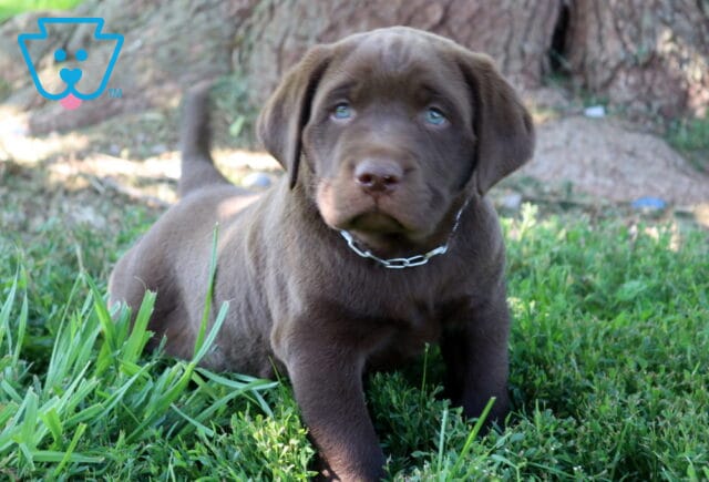 Zipper Chocolate Lab image