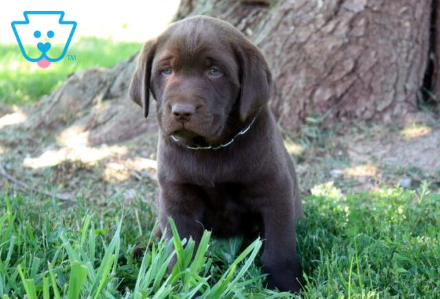 Zipper Chocolate Lab2 image