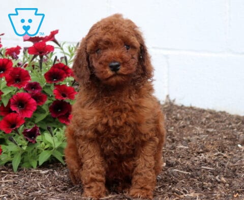 Zipper Mini Poodle