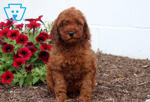 Zipper Mini Poodle image