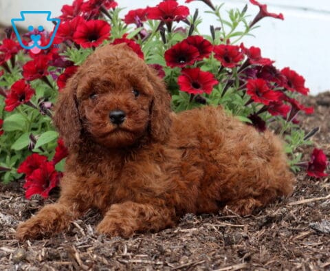 Adorable red Mini Poodle puppy with a curly coat lying in front of vibrant red flowers, showcasing its sweet expression and fluffy teddy bear appearance.