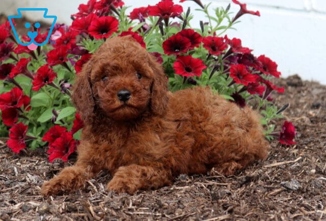 Zipper Mini Poodle.2 image