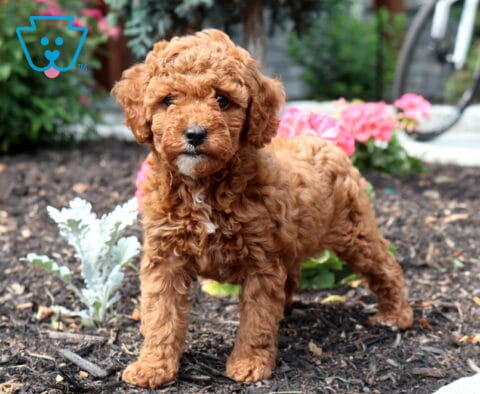 Zoey Cavapoo