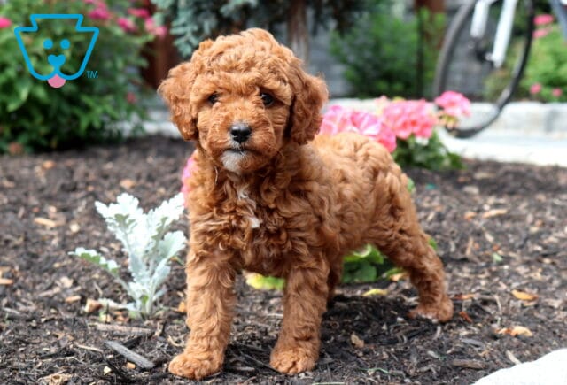 Zoey Cavapoo image