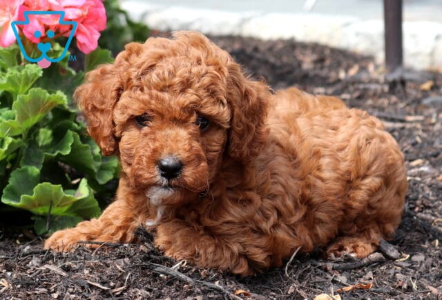 Zoey Cavapoo2 image