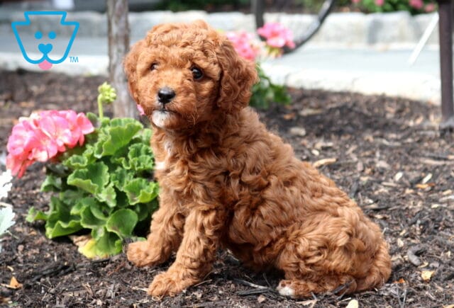 Zoey Cavapoo3 image
