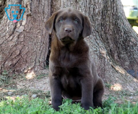 Zoey Chocolate Lab