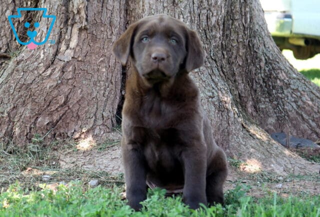 Zoey Chocolate Lab image