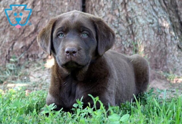 Zoey Chocolate Lab2 image