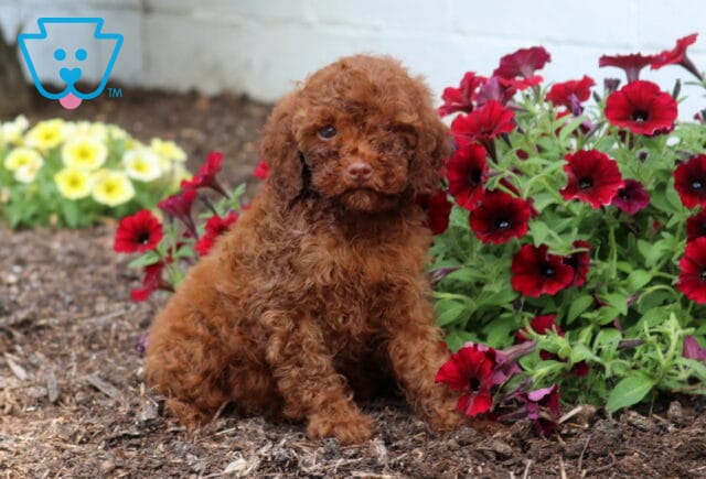 Zoey Mini Poodle image