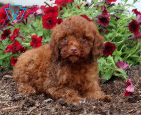 Zoey Mini Poodle2