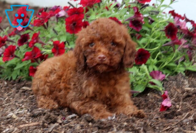 Zoey Mini Poodle2 image