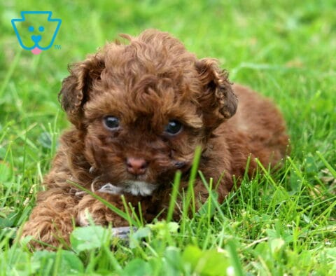 Zoey Toy Poodle
