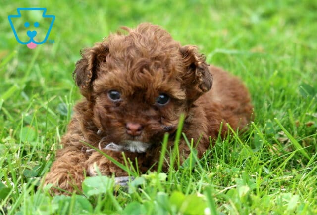Zoey Toy Poodle image