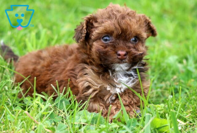 Zoey Toy Poodle2 image