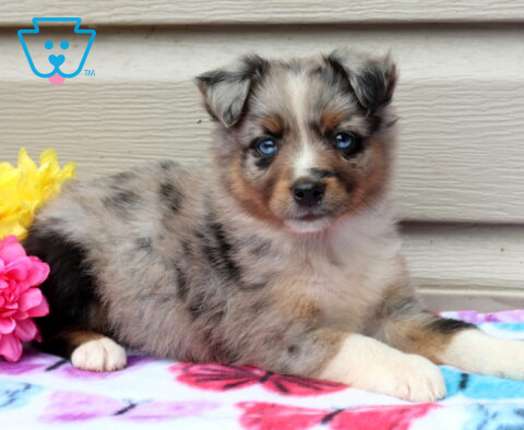 Fluffy blue merle Mini Australian Shepherd puppy with striking blue eyes lounging on a colorful butterfly blanket beside bright flowers, highlighting its soft coat and sweet expression.