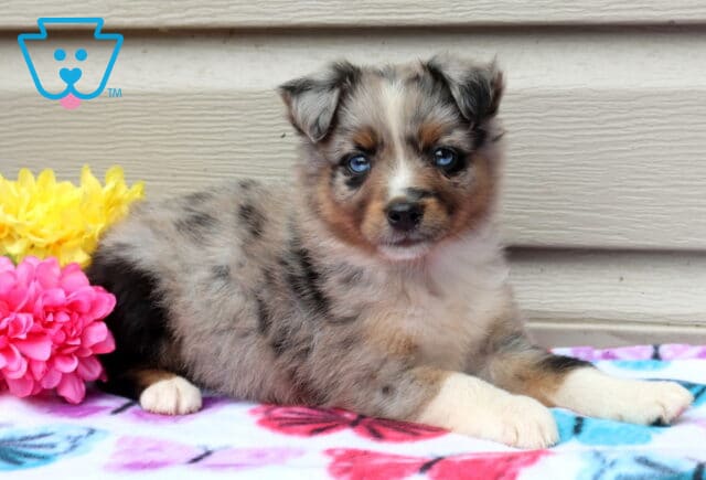 Abby Mini Aust Shepherd image