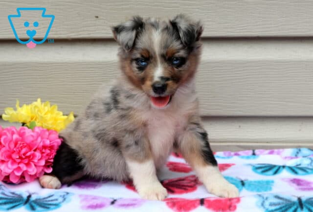Abby Mini Aust Shepherd2 image