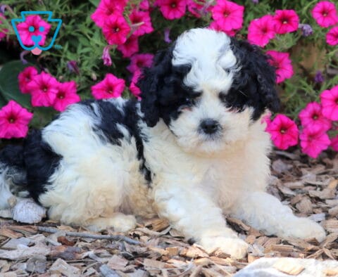 Ace Cavapoo