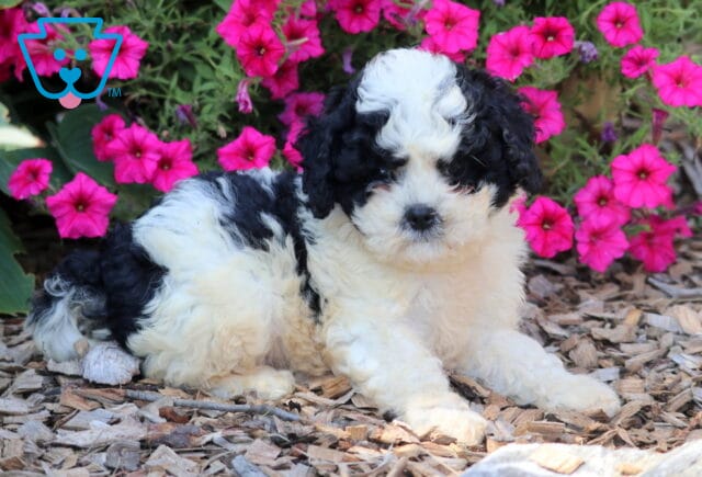 Ace Cavapoo image