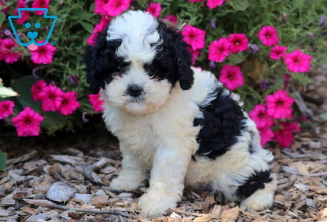 Ace Cavapoo2 image