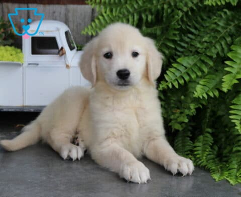 Albie Golden
