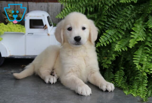 Albie Golden image