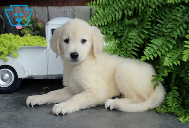Albie Golden2 image