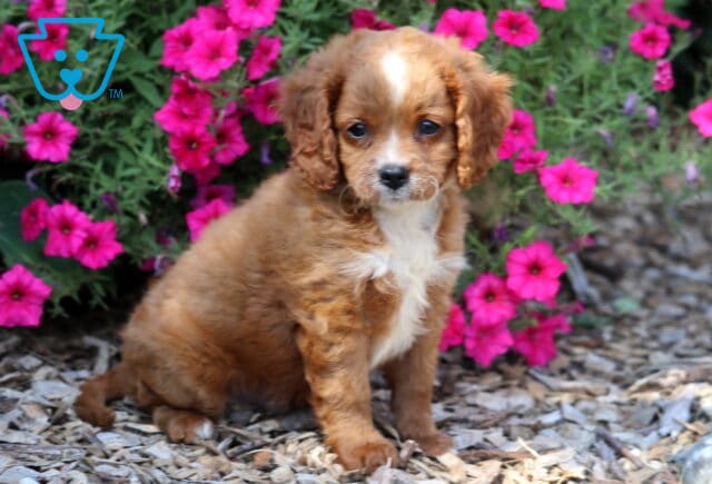 Alex Cavapoo image