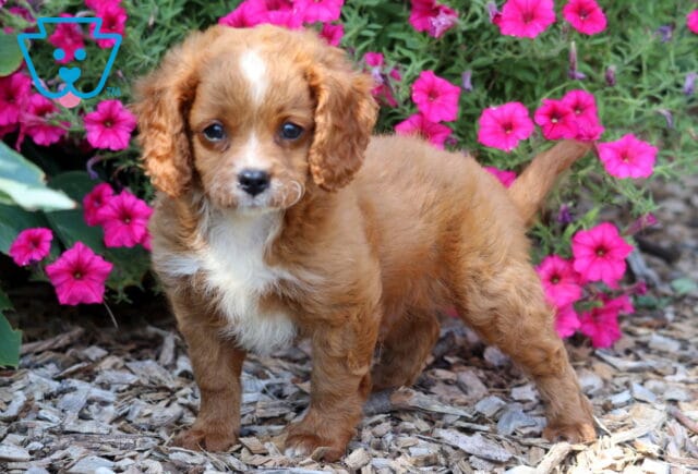 Alex Cavapoo2 image