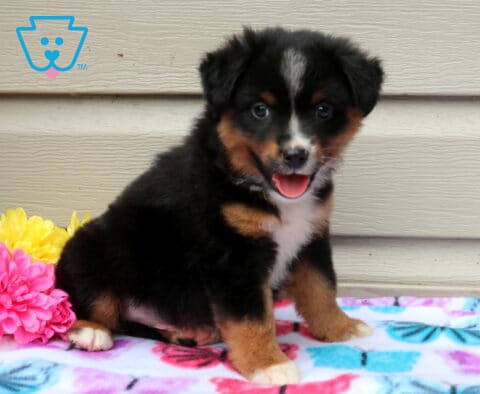 Alf Mini Aust Shepherd