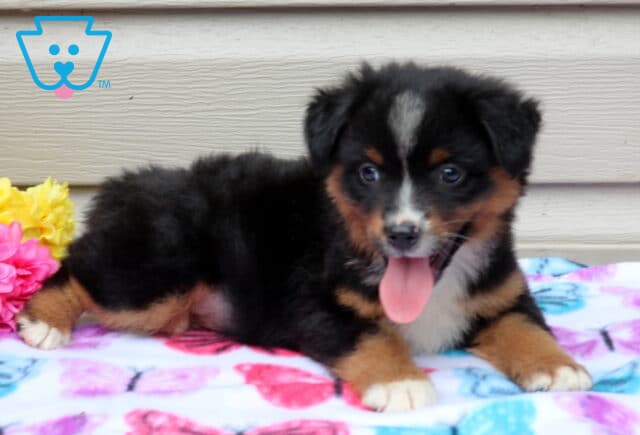 Alf Mini Aust Shepherd2 image