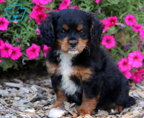 Allie Cavapoo