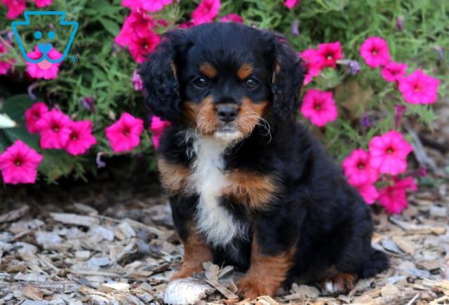 Allie Cavapoo image