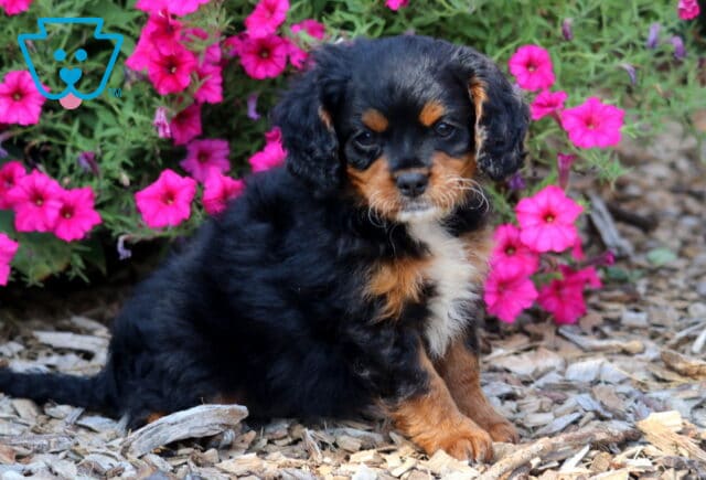 Allie Cavapoo2 image