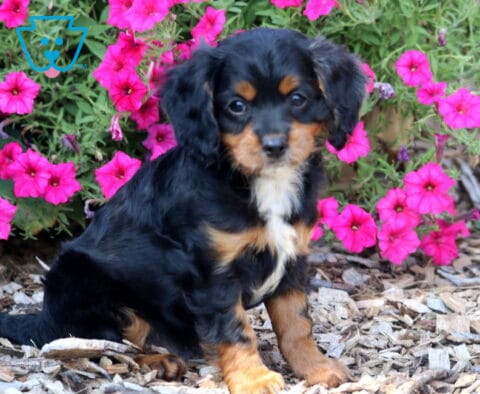 Black and tan Cavapoo puppy with a white chest sitting among vibrant pink flowers, featuring floppy ears, expressive eyes, and a soft, wavy coat.