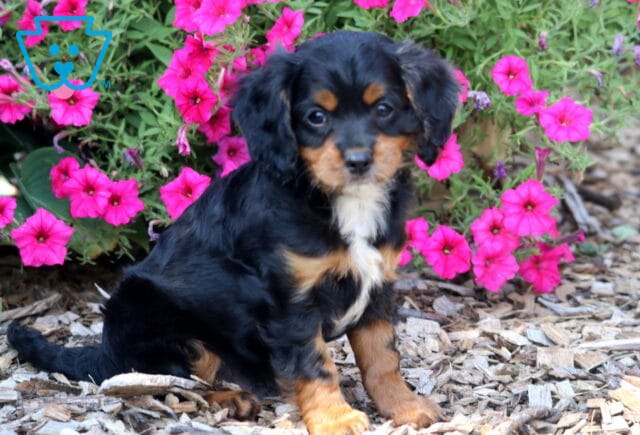 Andy Cavapoo image