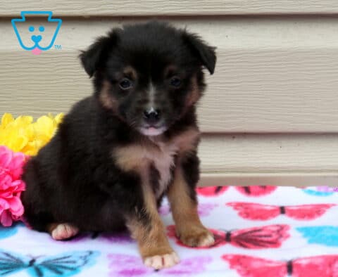 Angel Mini Aust Shepherd