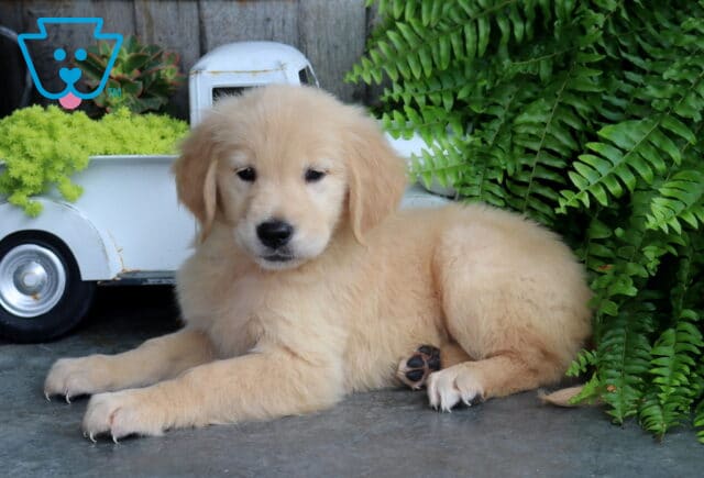Fluffy English Cream Golden Retriever puppy relaxing beside a vintage white pickup planter and vibrant green ferns, showing off a soft golden coat and a calm, gentle expression. image