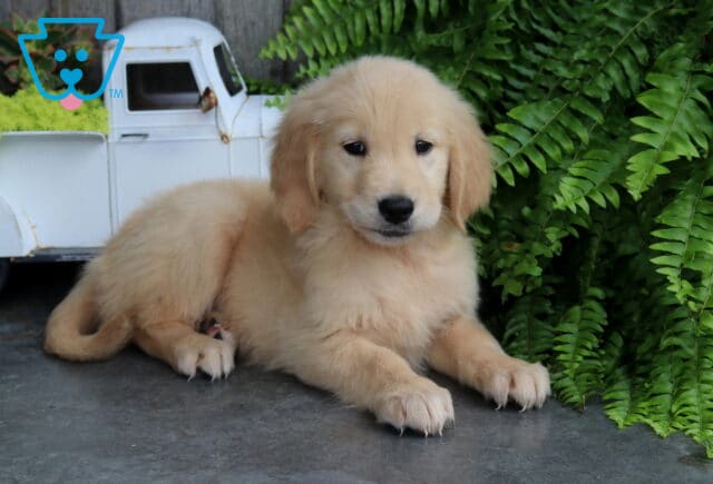 Golden Retriever puppy with a soft golden coat lounging beside lush ferns and a vintage white pickup truck, showcasing a calm, cuddly expression. image