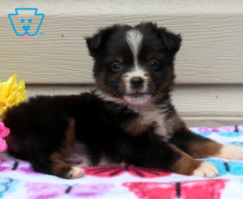 Annie Mini Aust Shepherd