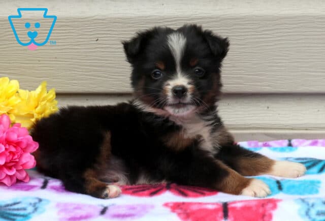 Annie Mini Aust Shepherd image