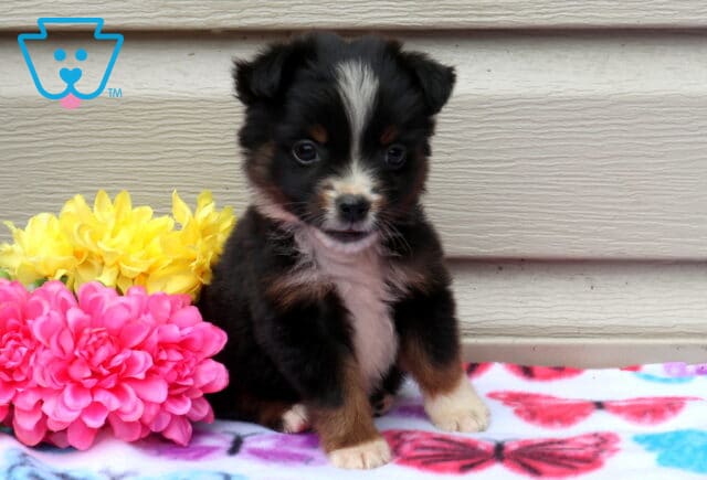 Annie Mini Aust Shepherd2 image