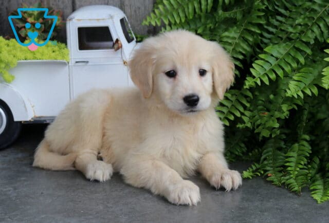 Apricot Golden image