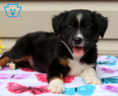 April Mini Aust Shepherd