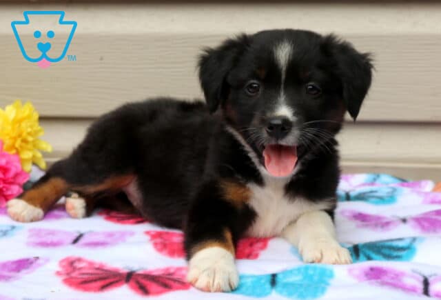 April Mini Aust Shepherd image